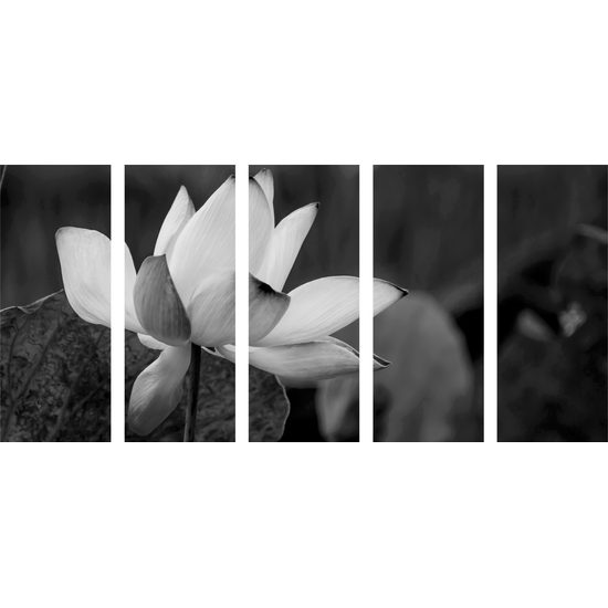 5-dielny obraz nádherny kvet v čiernobielom prevedení