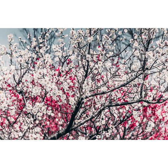 Fototapeta broskyňový strom plný kvetov