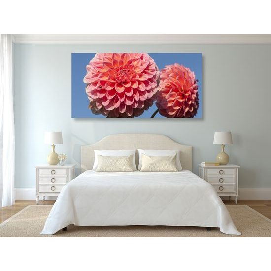 Obraz romantická ružová dália