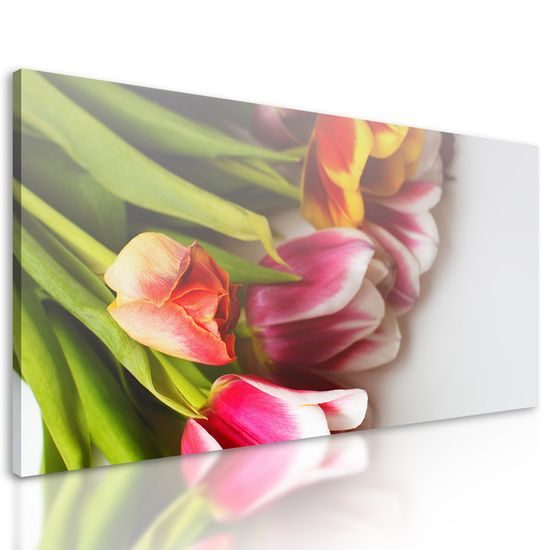 Obraz nádherne sfarbené tulipány
