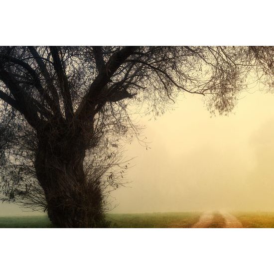 Obraz pole zahalené v rannej hmle