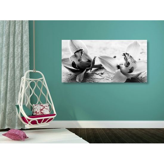 Obraz nádherné čiernobiele kvety orchidey