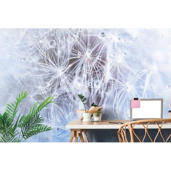 Tapeta semienka púpavy s kvapkami