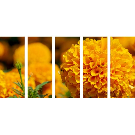 5-dielny obraz oranžový nechtík