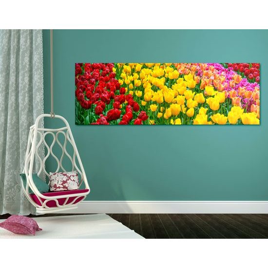 Obraz tulipánový sad