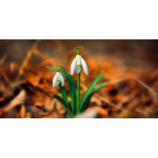 Obraz prvé snežienky