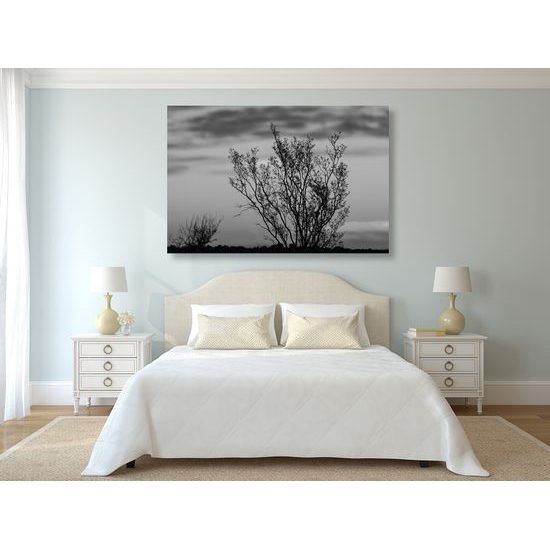 Obraz bylinky pri západe slnka v čiernobielom prevedení