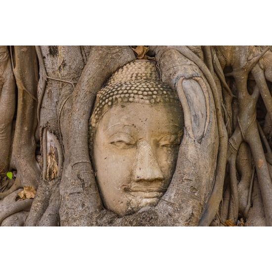 Obraz Budha obrastený stromom