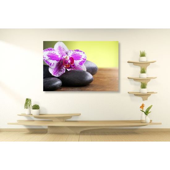 Obraz zaujímavo sfarbená orchidea a Zen kamene
