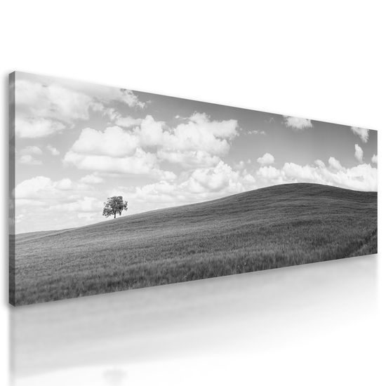 Obraz slnečný deň na lúke v čiernobielom prevedení