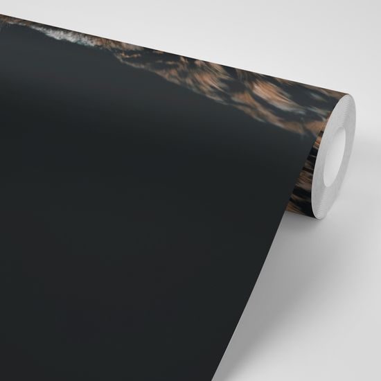 Samolepiaca fototapeta osamelá sova