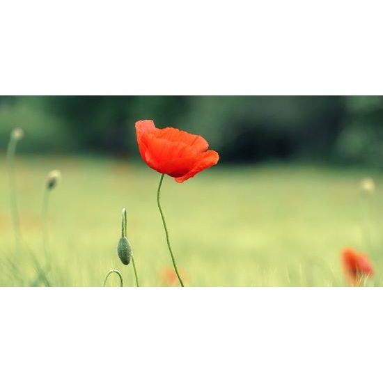Obraz červený mak uprostred lúky