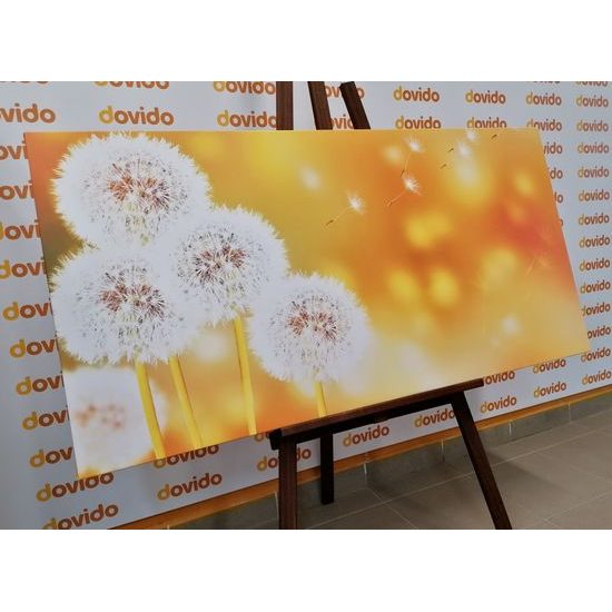 Obraz nadýchané klobúčiky púpavy