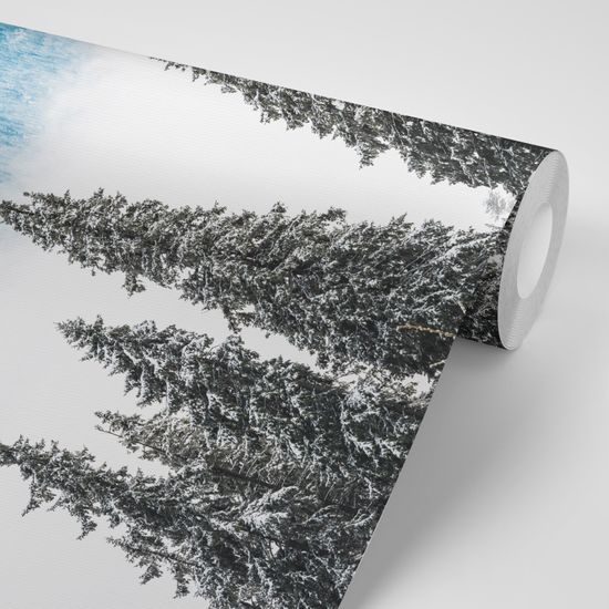 Samolepiaca fototapeta stromy pokryté čerstvým snehom