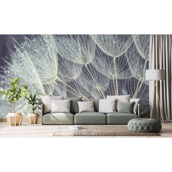 Nádherná samolepiaca fototapeta detail púpavy s kvapkami rosy