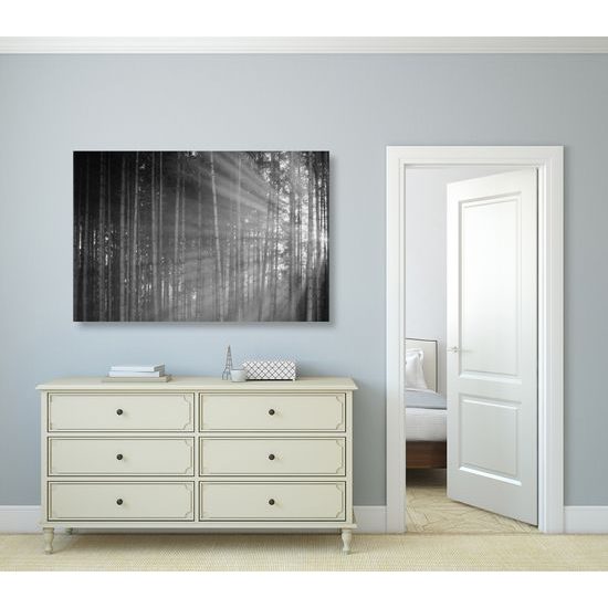 Obraz slnko vykúkajúce pomedzi stromy v čiernobielom prevedení