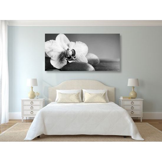Obraz zaujímavo sfarbená orchidea v čiernobielom prevedení