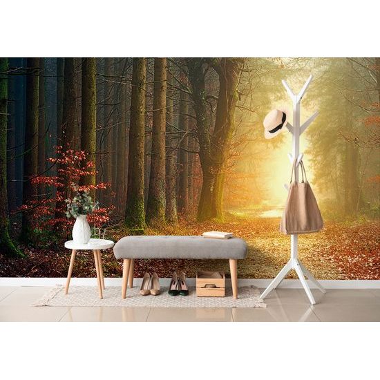 Fototapeta cesta lesom