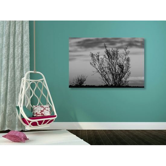 Obraz bylinky pri západe slnka v čiernobielom prevedení