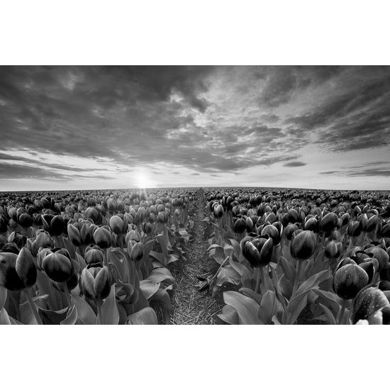 Obraz západ slnka nad rozkvinutými tulipánmi v čiernobielom prevedení