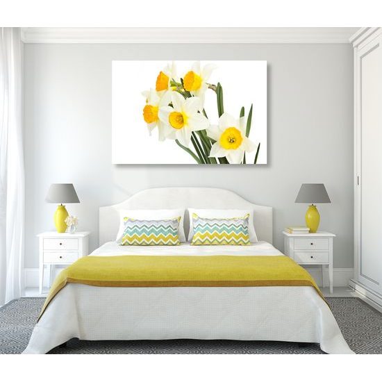 Obraz jemné jarné narcisy