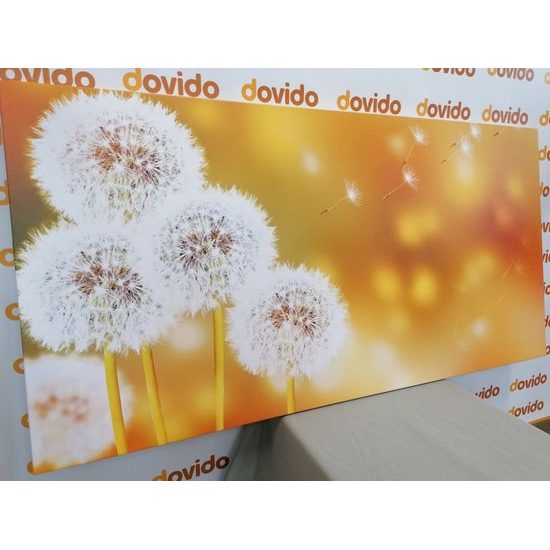 Obraz nadýchané klobúčiky púpavy