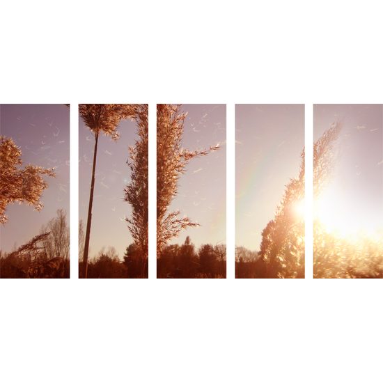 5-dielny obraz steblá trávy pri západe slnka