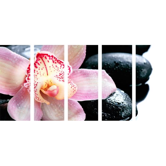 5-dielny obraz ružový kvet orchidei