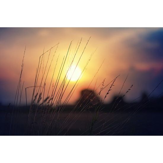 Fototapeta tráva v lúčoch slnka