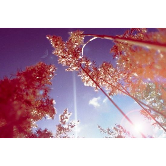 Obraz steblá trávy v lúčoch slnka