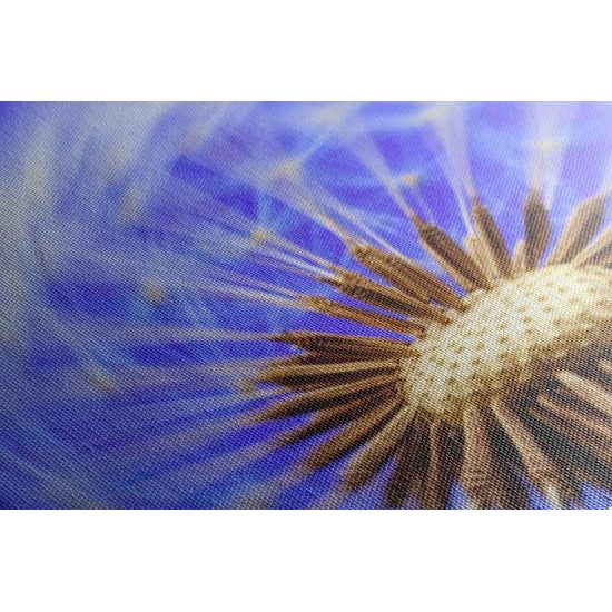 Obraz čarovná púpava