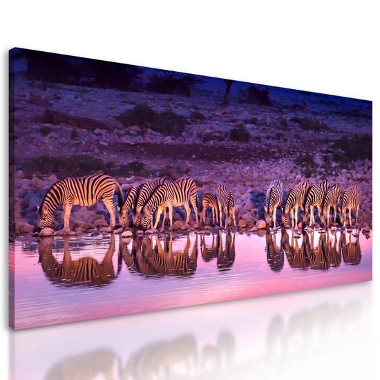 Obraz zebry pri vodnej nádrži