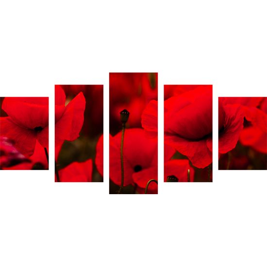 5-dielny obraz jedinečné divé maky