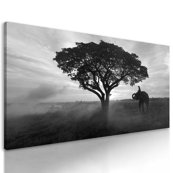 Obraz nádherný slon v čiernobielom prevedení