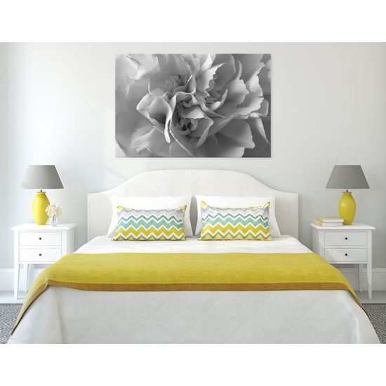 Obraz detail na kvet karafiátu v čiernobielom prevedení