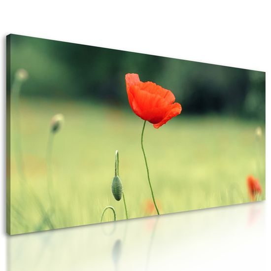 Obraz červený mak uprostred lúky