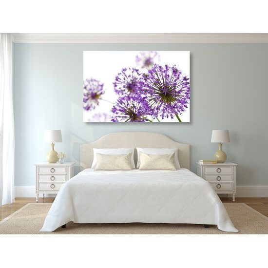 Obraz nádherné kvety cesnaku