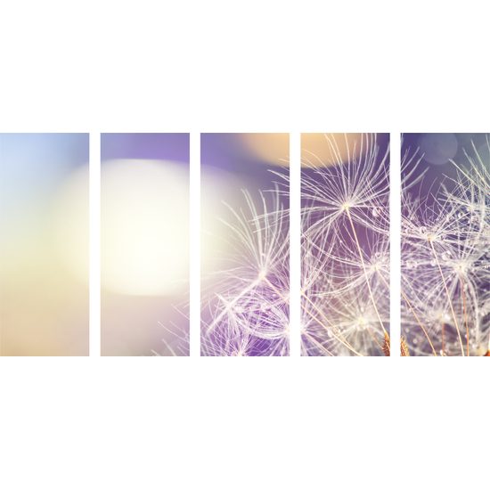 5-dielny obraz krása rozkvitnutej púpavy v zaujímavom prevedení