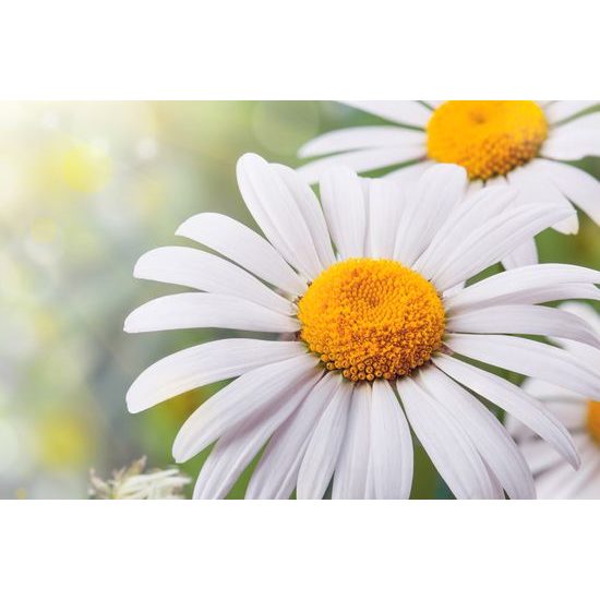 Obraz rozkvitnuté margarétky