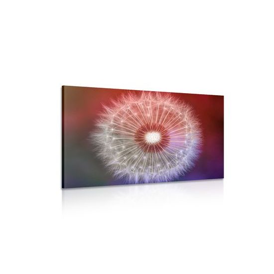 Obraz púpava v nádherných farbách