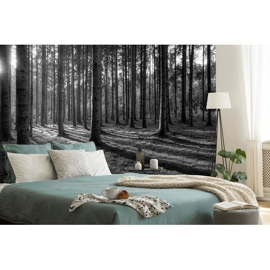 Samolepiaca fototapeta čiernobiele kúzlo ranného lesa