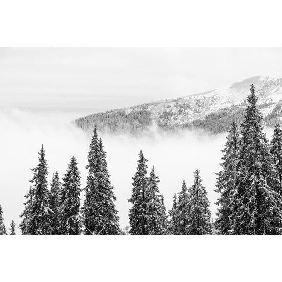 Fototapeta čiernobiele stromy pokryté čerstvým snehom