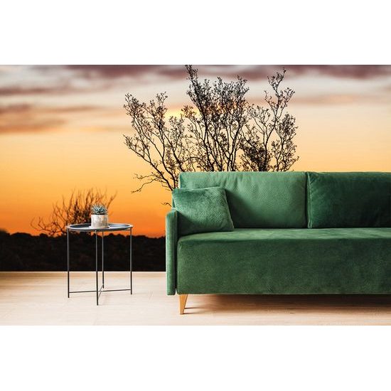 Samolepiaca fototapeta krík pri západe slnka