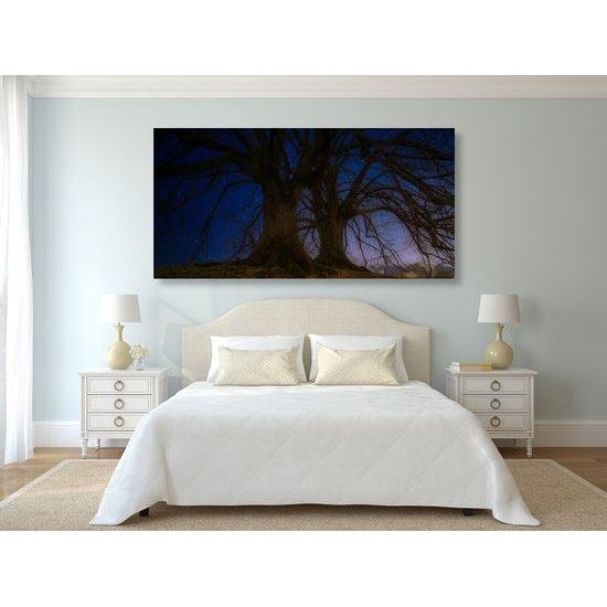 Obraz magické stromy pod nočnou oblohou