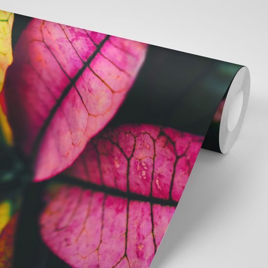 Samolepiaca fototapeta zaujímavé listy