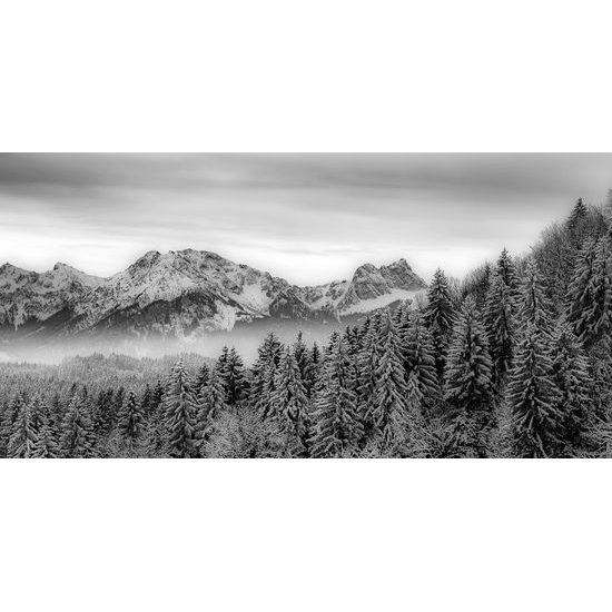 Obraz zamrznutý les v čiernobielom prevedení