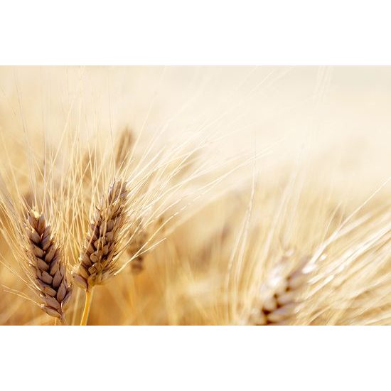 Očarujúca fototapeta detail pšenice