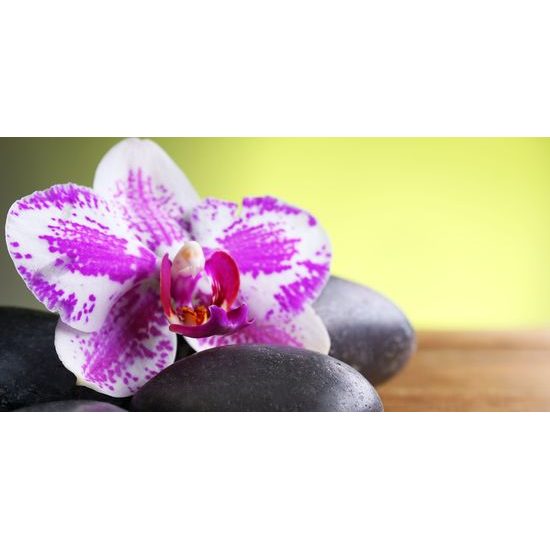 Obraz zaujímavo sfarbená orchidea