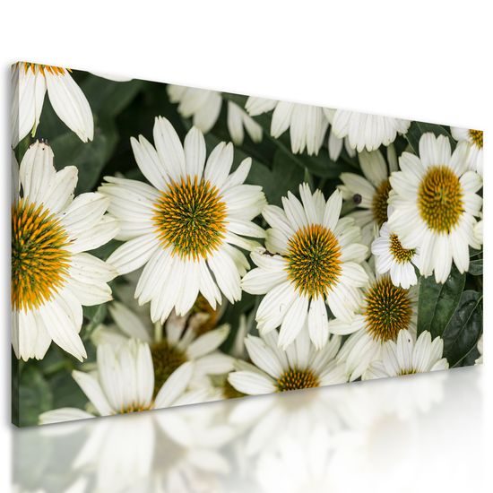 Obraz liečivý rumanček