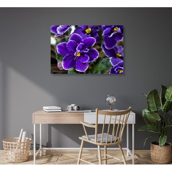 Obraz nádherne kvitnúca fialka